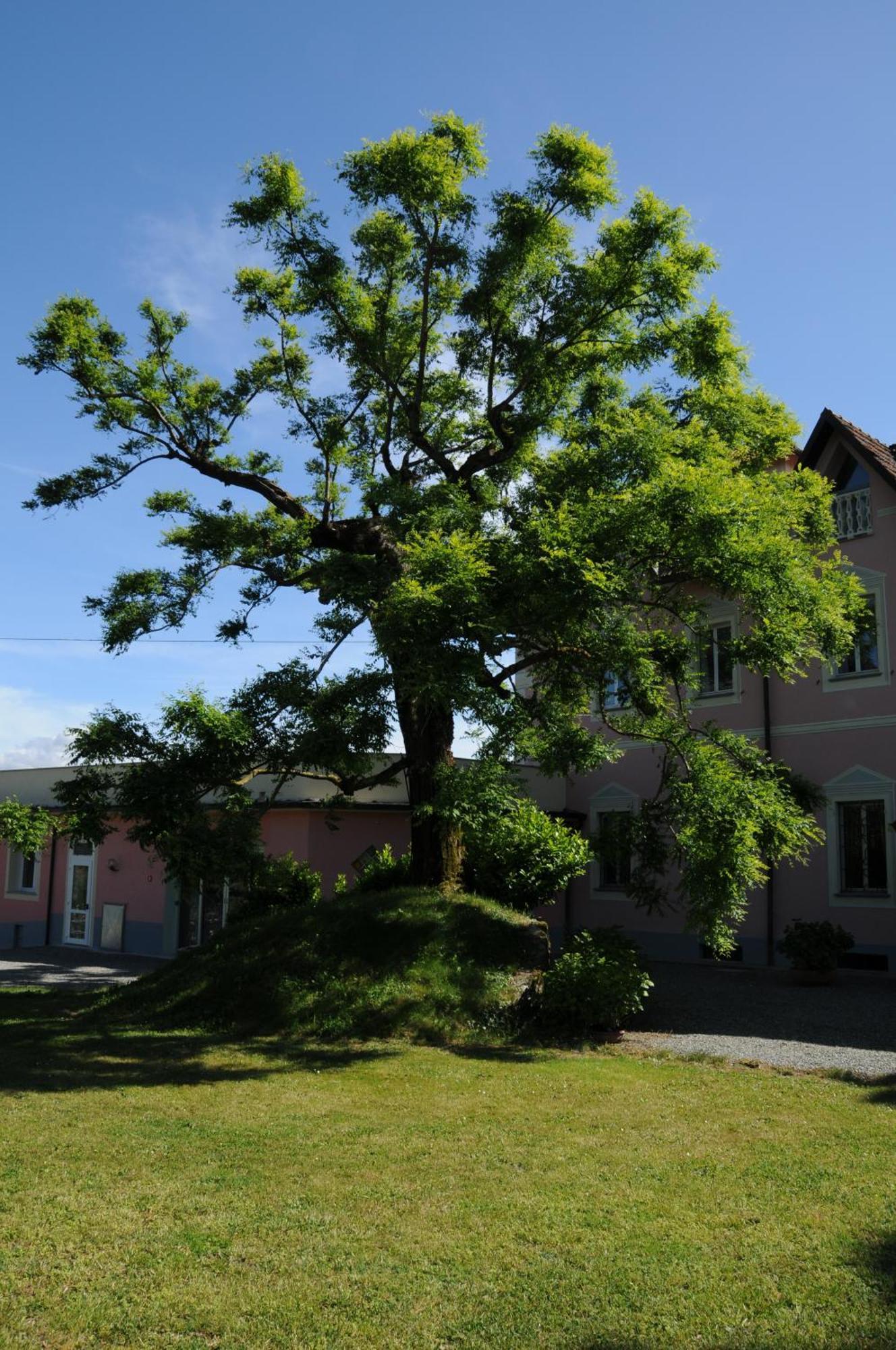 Villa Ester Tagliolo Monferrato Exterior photo
